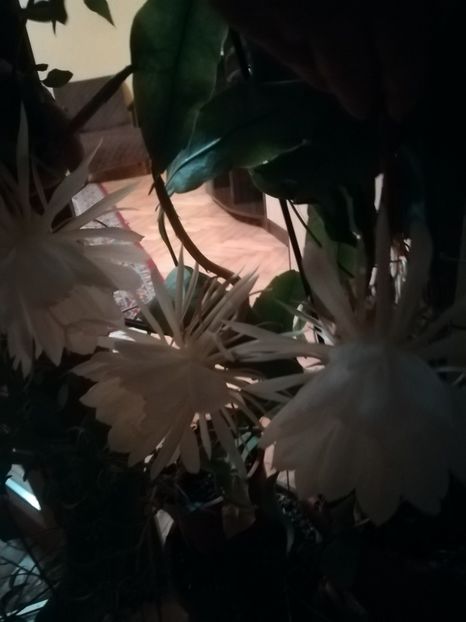  - alte plante de interior