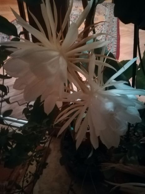  - alte plante de interior