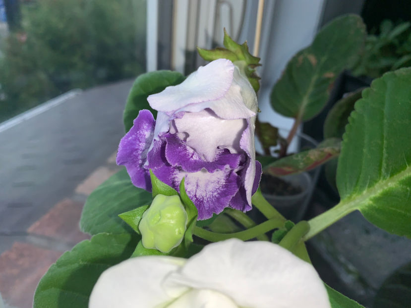  - Gloxinia 2021