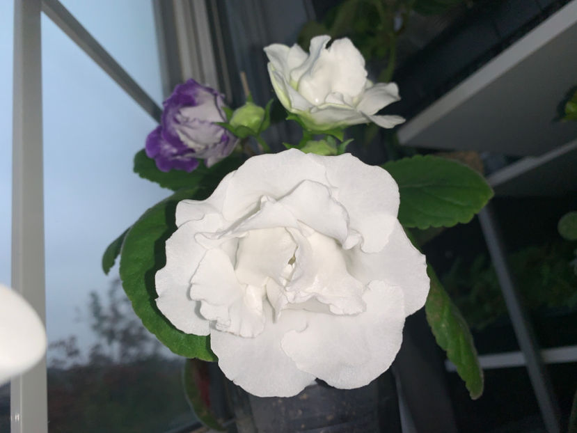  - Gloxinia 2021