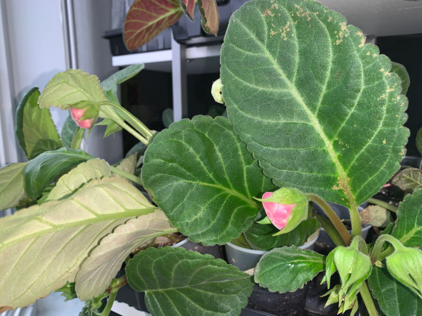  - Gloxinia 2021