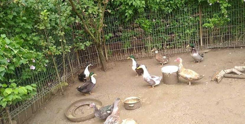 received_1534442976892616 - Ratele mele macaitoare 2021