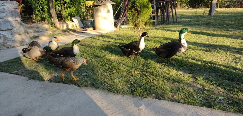 USER_SCOPED_TEMP_DATA_MSGR_PHOTO_FOR_UPLOAD_1632668752148_6847909077811070710 - Ratele mele macaitoare 2021