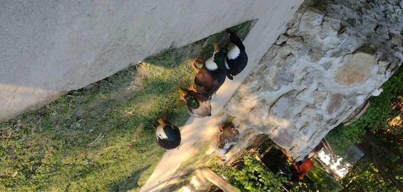 USER_SCOPED_TEMP_DATA_MSGR_PHOTO_FOR_UPLOAD_1632668719515_6847908940940655227 - Ratele mele macaitoare 2021