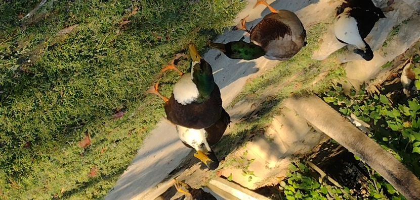 USER_SCOPED_TEMP_DATA_MSGR_PHOTO_FOR_UPLOAD_1632668711414_6847908906959930613 - Ratele mele macaitoare 2021