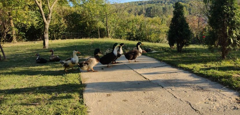 USER_SCOPED_TEMP_DATA_MSGR_PHOTO_FOR_UPLOAD_1632668080155_6847906259266908977 - Ratele mele macaitoare 2021