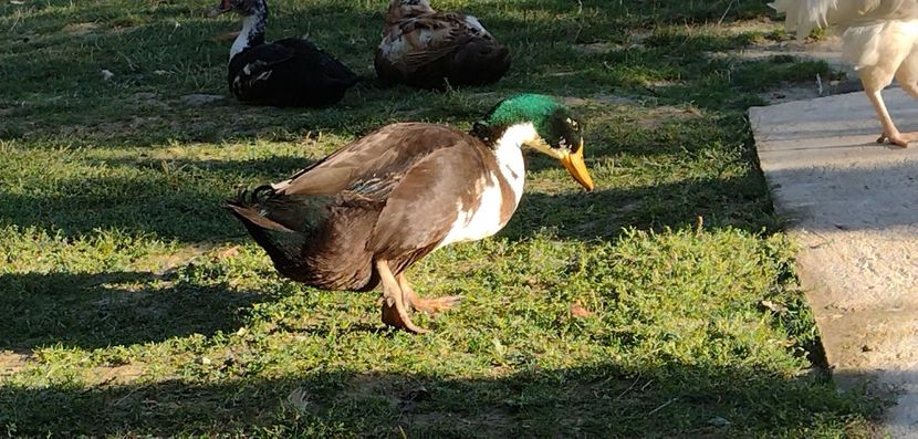 USER_SCOPED_TEMP_DATA_MSGR_PHOTO_FOR_UPLOAD_1632668073607_6847906231805917981 - Ratele mele macaitoare 2021