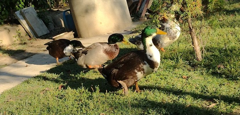 USER_SCOPED_TEMP_DATA_MSGR_PHOTO_FOR_UPLOAD_1632668067590_6847906206569091979 - Ratele mele macaitoare 2021