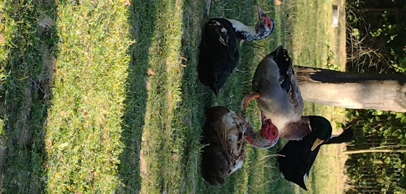 USER_SCOPED_TEMP_DATA_MSGR_PHOTO_FOR_UPLOAD_1632668029230_6847906045674596096 - Ratele mele macaitoare 2021