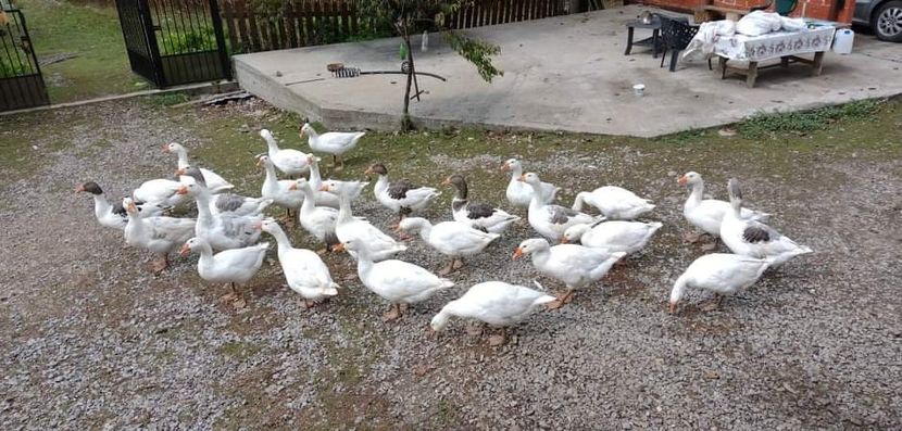 received_4117164405060070 - Gâște 2020-2021