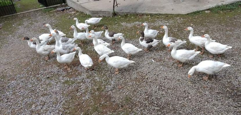 received_441784530584904 - Gâște 2020-2021