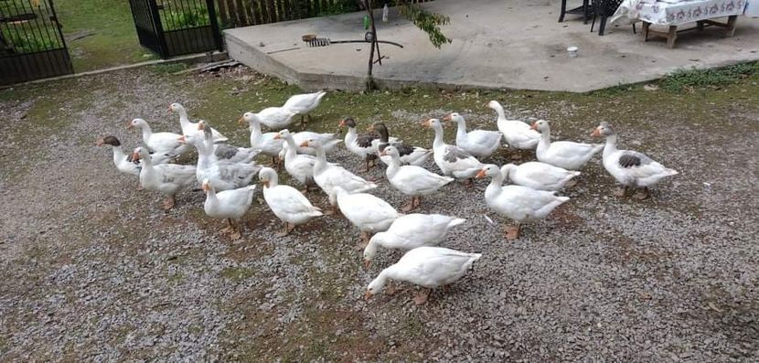 received_607021646983139 - Gâște 2020-2021