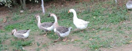 USER_SCOPED_TEMP_DATA_orca-image--1377425377 - Gâște 2020-2021