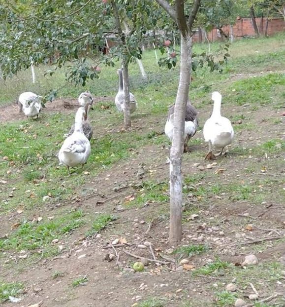 USER_SCOPED_TEMP_DATA_orca-image-1678121912 - Gâște 2020-2021