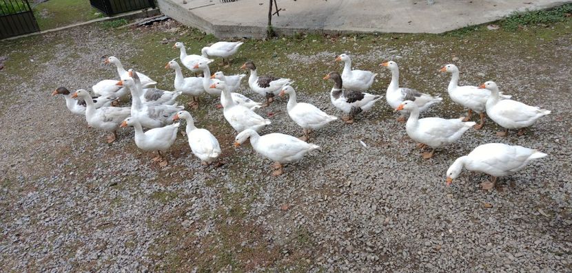 USER_SCOPED_TEMP_DATA_MSGR_PHOTO_FOR_UPLOAD_1632476224406_6847101557931682317 - Gâște 2020-2021