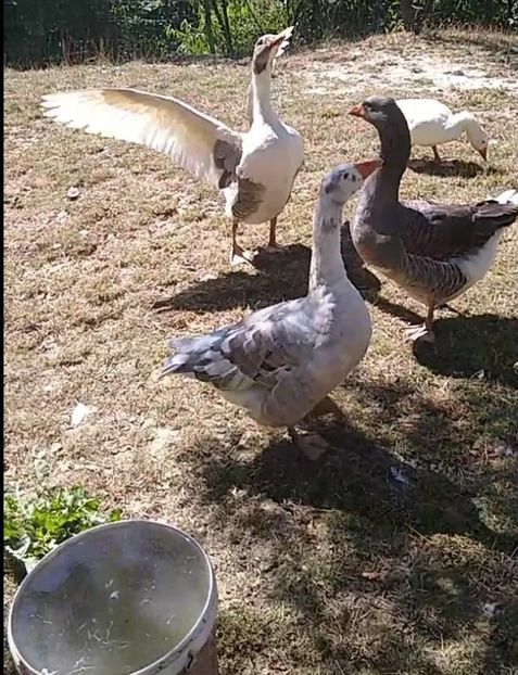 USER_SCOPED_TEMP_DATA_orca-image--1564430405 - Gâște 2020-2021