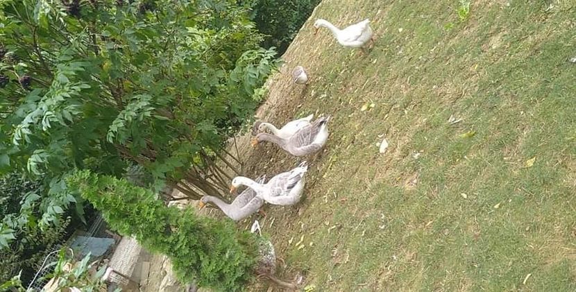 received_1023444471733294 - Gâște 2020-2021