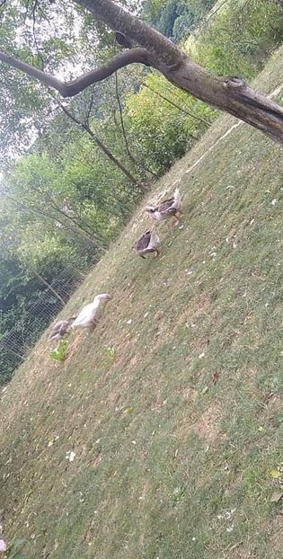 received_1102523160275193 - Gâște 2020-2021