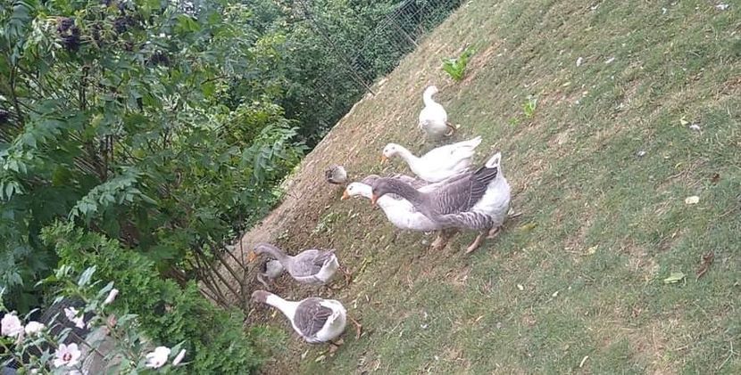 received_1322918981479262 - Gâște 2020-2021