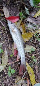 received_406472454178221 - Pescuit 2021