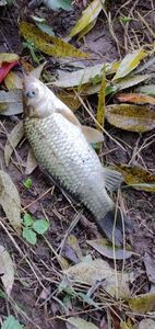 received_230512509129626 - Pescuit 2021