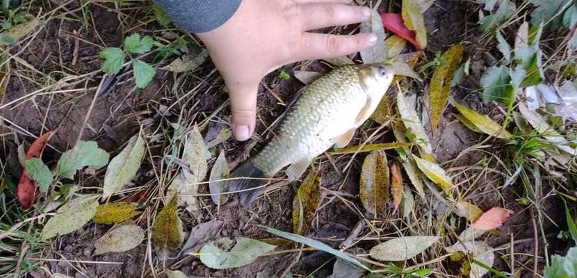 received_290333642902763 - Pescuit 2021