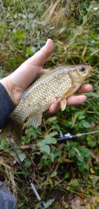 received_4336817959686901 - Pescuit 2021