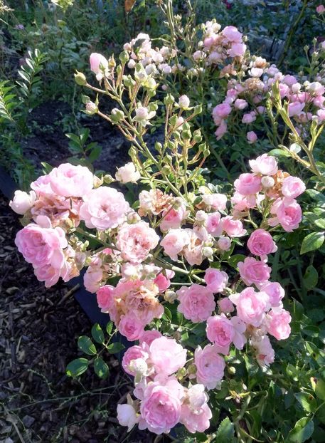 The Fairy - The Fairy