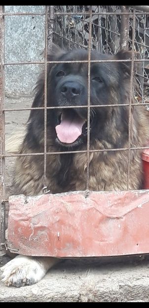 Screenshot_20210914-173517_Gallery - Ciobanesc caucazian