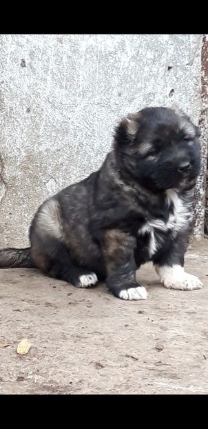 Screenshot_20210923-172220_Gallery - Ciobanesc caucazian Pui