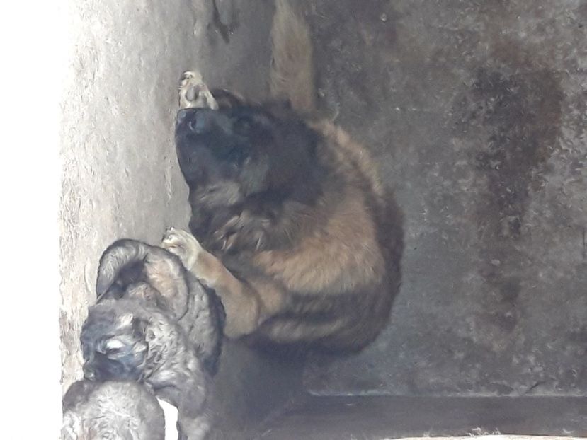  - Ciobanesc caucazian Pui