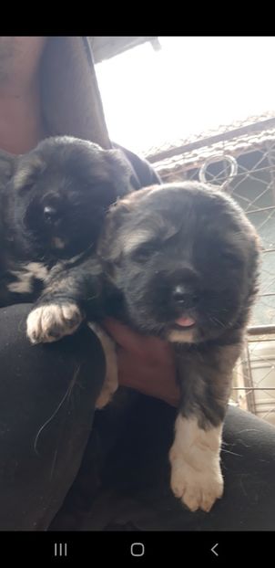 Screenshot_20210921-112659_Gallery - Ciobanesc caucazian Pui