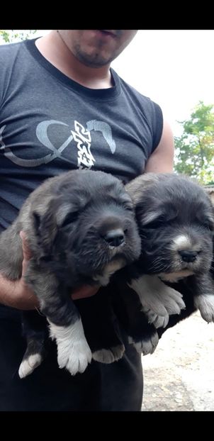 Screenshot_20210913-170432_Video Player - Ciobanesc caucazian Pui