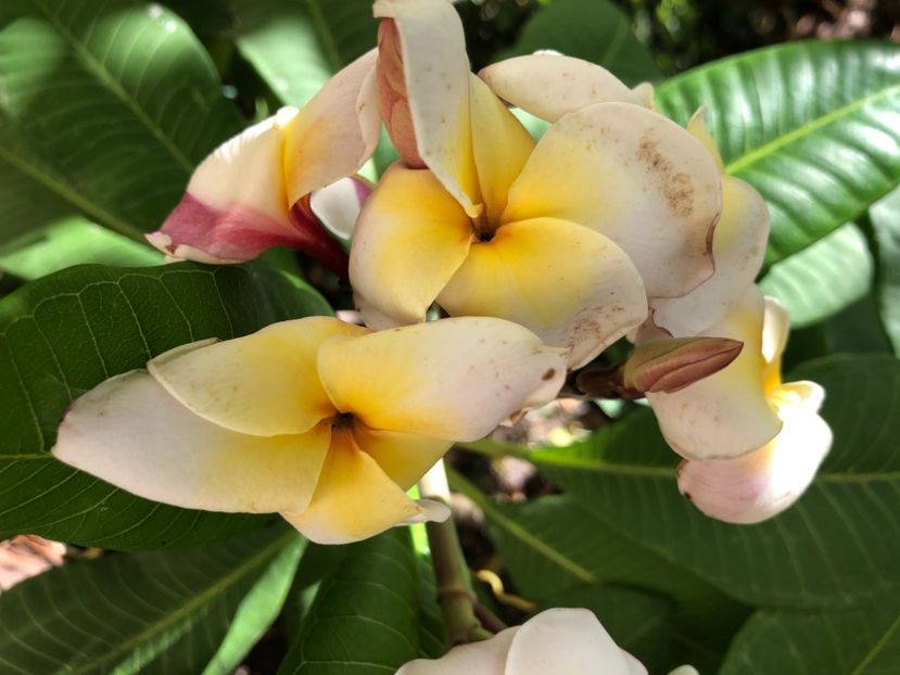 5699412E-5BB9-4570-8F15-2DF2B25DBD27 - Plumeria