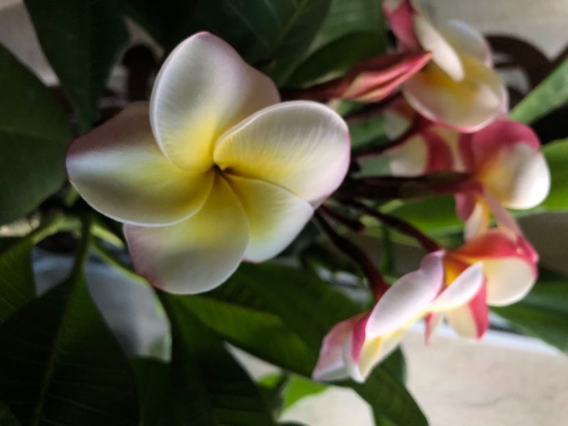 B61A60A2-B50F-42A2-9ED3-7E110B8B97F8 - Plumeria