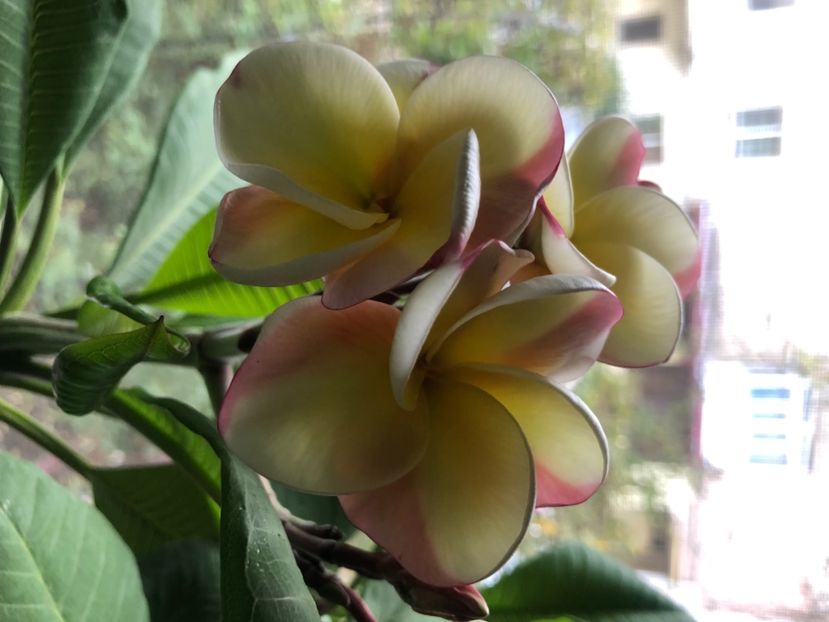 C7B30F6B-E92A-441E-B66E-7A4E241976AE - Plumeria