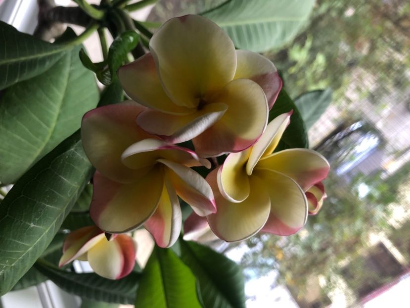 18B47B2B-CF58-40D0-8888-5D3CC6E1A661 - Plumeria