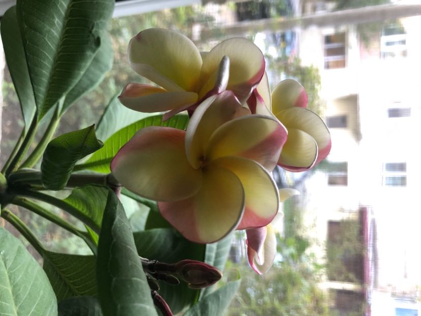 23B05F66-30A5-4D83-8D0C-B06D47A61A0E - Plumeria