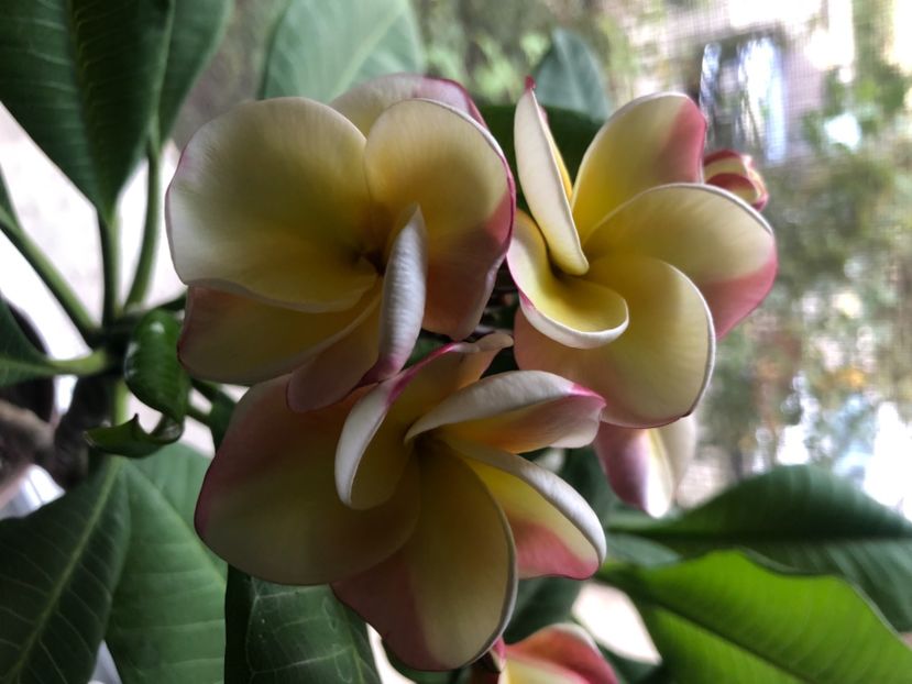 7EA76CE7-B601-42B6-BDA8-8F0886A343DD - Plumeria