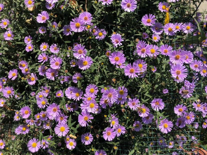 6E688FB6-C22F-4956-8E47-BD9D2D7794B7 - Hibiscus de gradina si Aster