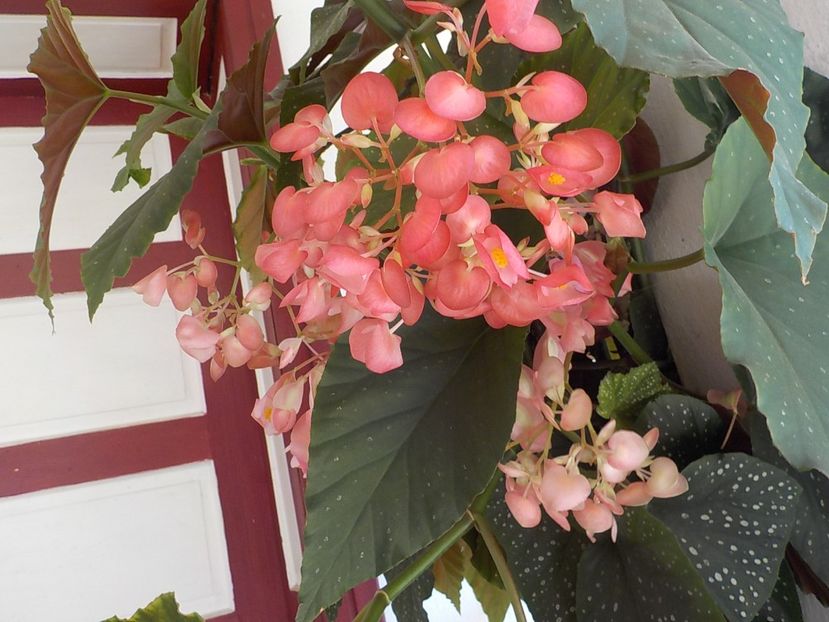  - begonia lucernae