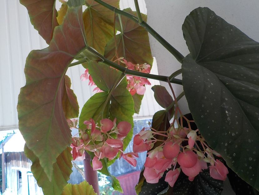  - begonia lucernae