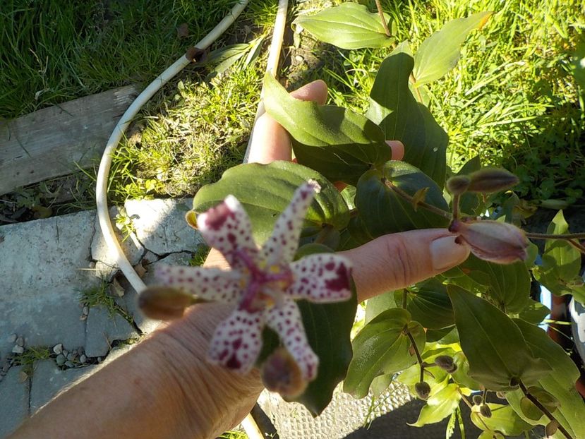  - tricyrtis hirta
