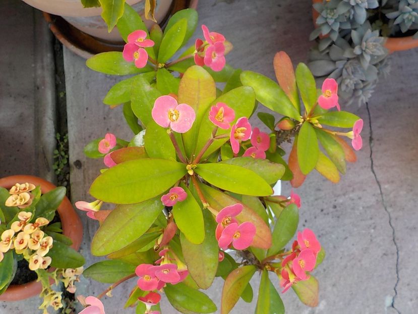  - euphorbia milli