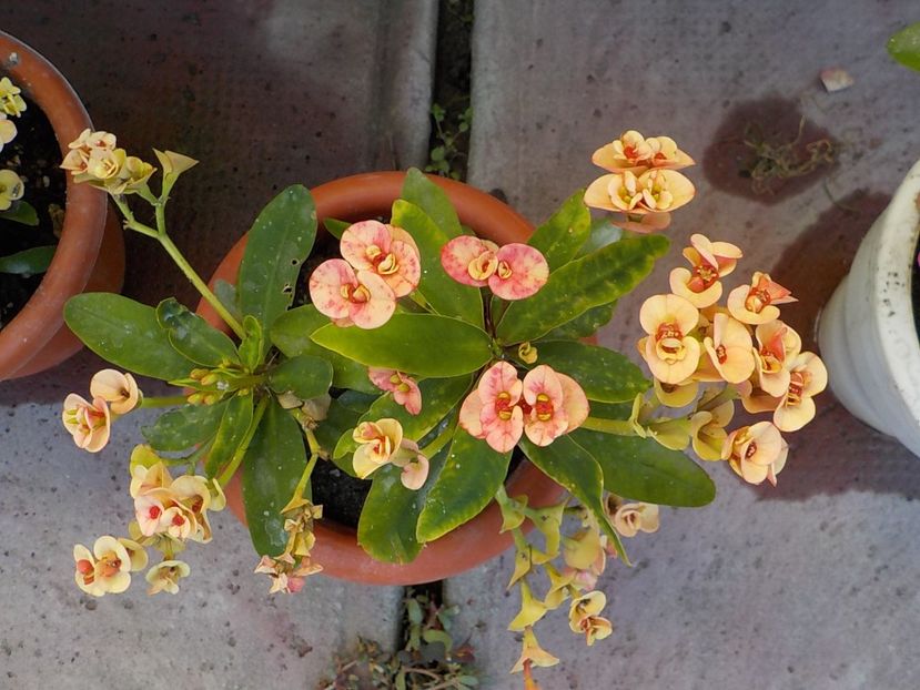  - euphorbia milli