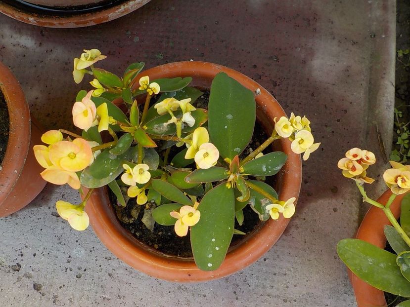  - euphorbia milli