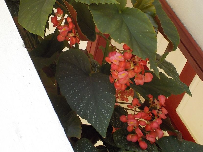  - begonia lucernae