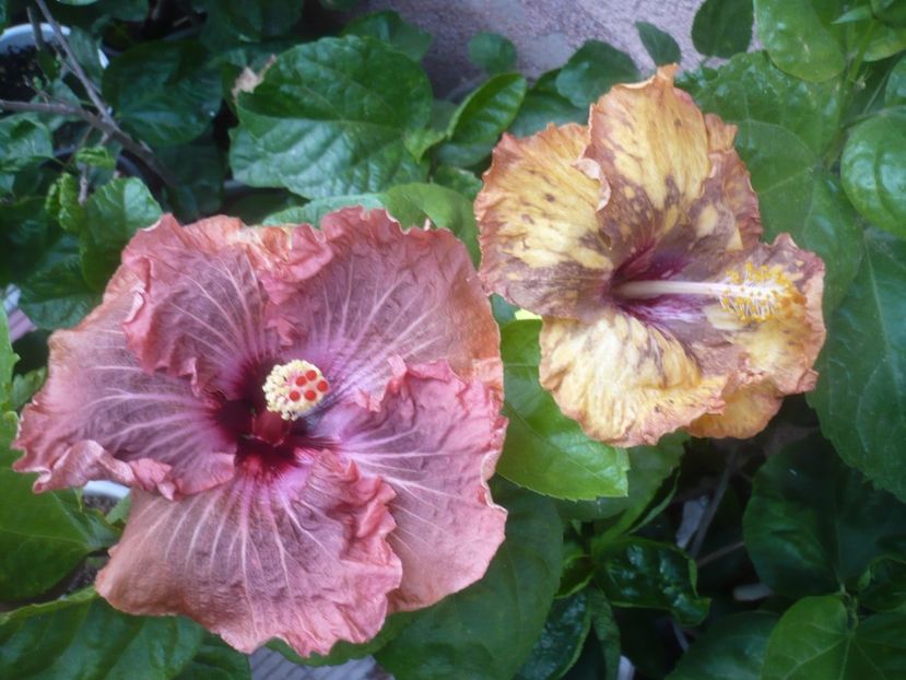 P1510193 - HIBISCUSI 2021-4