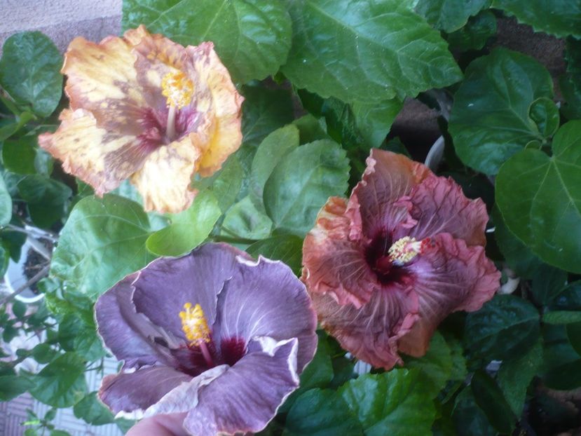 P1510196 - HIBISCUSI 2021-4