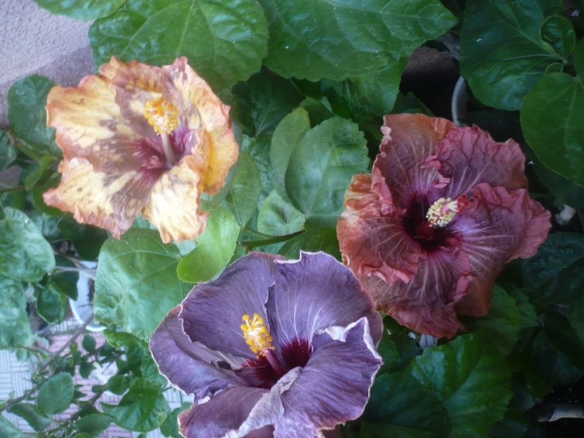 P1510198 - HIBISCUSI 2021-4